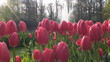Red Tulips