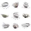Muscheln und Austern mit Perlen