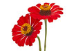 Zinnia flower isolated