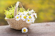 Korb mit Gänseblümchen, basket with daisies