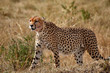 Photo: the fastest mammal in the world in the Masai Mara the fastest mammal in the world in the Masai Mara