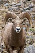 Bighorn Sheep