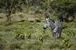 Photo: Zebras Zebras