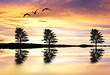 Foto: arboles en el lago de colores arboles en el lago de colores