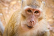 Macaque monkey taking banana from tourist in Thailand