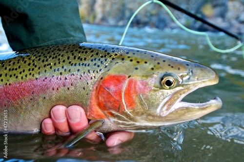 Photo: Steelhead trout caught while fly fishing Steelhead trout caught while fly fishing