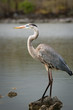 Great Blue Heron, Galapagos, Ecuador