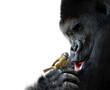 Gorilla showing family love to a bird, on white background