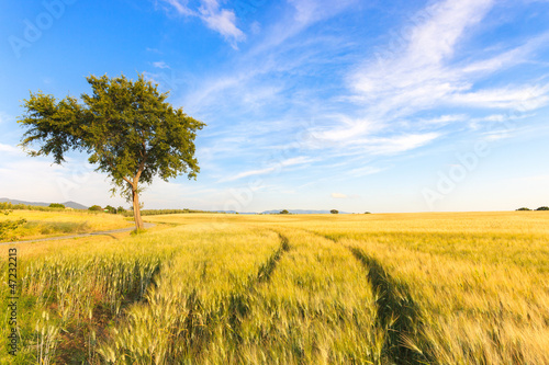 Photo: Wheat field tracks, tree and clear sky in spring Wheat field tracks, tree and clear sky in spring