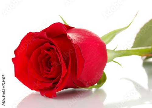 Photo: Red rose isolated on white Red rose isolated on white