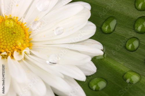 Photo: daisy with dew drops on green leaf daisy with dew drops on green leaf