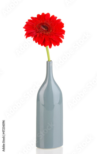 Photo: Beautiful gerbera in vase isolated on white Beautiful gerbera in vase isolated on white