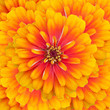 Detaily fotografie Zinnia flowers