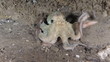 Octopus try to hunt some fishes but with no success, this time