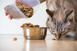 Photo: Woman feeding hungry pet cat Woman feeding hungry pet cat