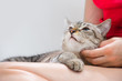 Photo: Young woman holding beautiful tabby looking up cat, relaxed on g Young woman holding beautiful tabby looking up cat, relaxed on g