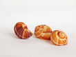 Empty shells of the Burgundy snail 1