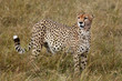 Photo: cheetah cheetah