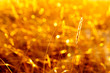 Photo: dreamy nature - a straw dreamy nature - a straw