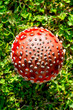 Photo: toadstool - fly agaric toadstool - fly agaric