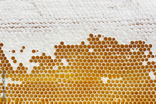 Photo: yellow beautiful honeycomb with honey yellow beautiful honeycomb with honey