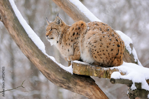 Photo: Lynx in winter Lynx in winter