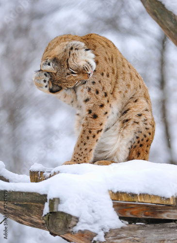 Photo: Beautiful wild lynx in winter Beautiful wild lynx in winter