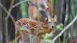 Whitetail Deer Fawn