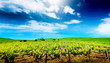 Foto: Colourful Vineyard Colourful Vineyard