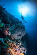 diver on a reef