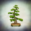 bonsai