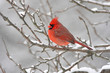 Cardinal In Snow