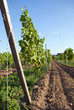 Weinreben kurz vor der Weinlese in Abendsonne