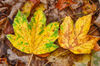Herbstblätter