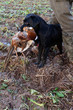 Black Labrador retrieving the pheasant