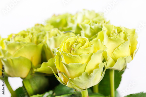 Photo: beautiful roses beautiful roses