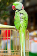 Green Parrot sitting on a cage