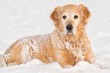 Winter dog portrait