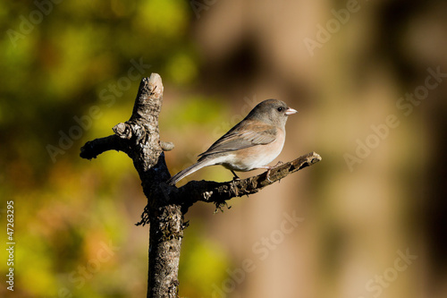 Photo: Dark-eyed Junco (Junco hyemalis) Dark-eyed Junco (Junco hyemalis)