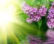 Pink flowers on a green background