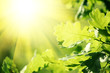 Oak leaves