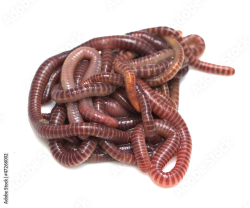 Photo: earthworm on a white background earthworm on a white background
