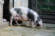 Foto: Bentheimer Landschweine (Sau mit Ferkeln) Bentheimer Landschweine (Sau mit Ferkeln)