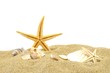 seastar and sand bank
