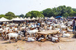 goats for selling at the bazaar