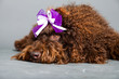 Barbet dog on grey background. French Water Dog. Studio shot.