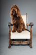 Barbet dog on grey background. French Water Dog. Studio shot.