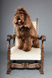 Barbet dog on grey background. French Water Dog. Studio shot.