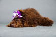 Barbet dog on grey background. French Water Dog. Studio shot.