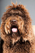 Barbet dog on grey background. French Water Dog. Studio shot.